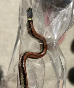 Culebrilla de collar